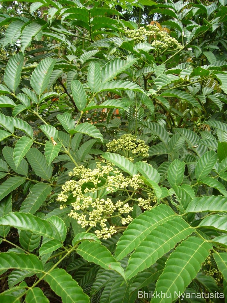 Leea indica (Burm.f.) Merr.